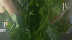 【面皮】1.鍋中水開時，放挑揀好的艾草和一撮小蘇打，第一遍煮開后倒掉，重新加水大火煮開后，小火煮1小時。煮爛的艾草用紗布瀝干。